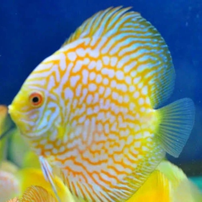 DISCUS YELLOW CHECKERBOARD