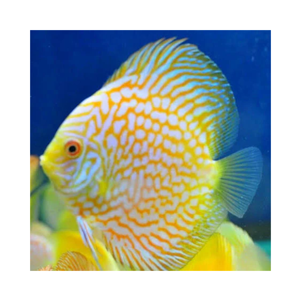DISCUS YELLOW CHECKERBOARD