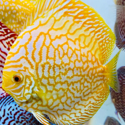 DISCUS YELLOW CHECKERBOARD