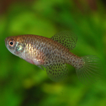 CYNOLEBIAS NIGRIPINNIS / ASUTROLEBIAS NIGRIPINNIS / KILLI PERLE ETOILE
