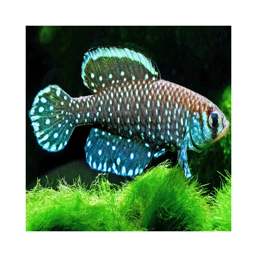 CYNOLEBIAS NIGRIPINNIS / ASUTROLEBIAS NIGRIPINNIS / KILLI PERLE ETOILE