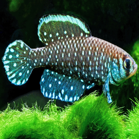 CYNOLEBIAS NIGRIPINNIS / ASUTROLEBIAS NIGRIPINNIS / KILLI PERLE ETOILE