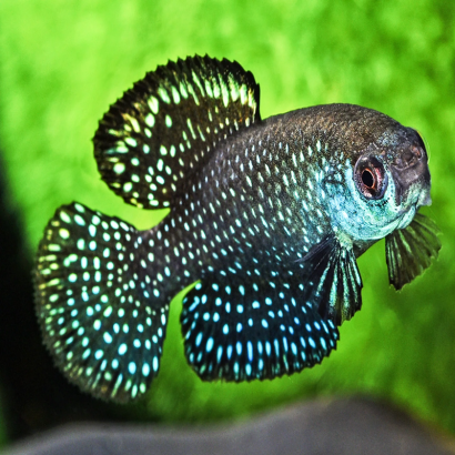 CYNOLEBIAS NIGRIPINNIS / ASUTROLEBIAS NIGRIPINNIS / KILLI PERLE ETOILE