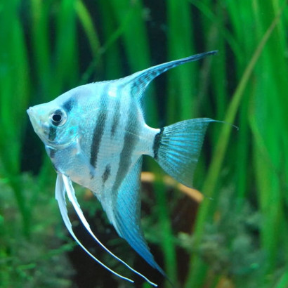 PTEROPHYLLUM  BLUE AVATAR