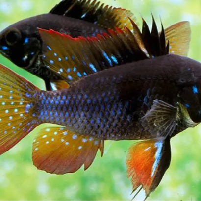 PAPILIOCHROMIS RAMIREZI BLACK / RAMIREZI BLACK / MIKROGEOPHAGUS RAMIREZI BLACK