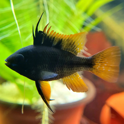 RAMIREZI BLACK / PAPILIOCHROMIS RAMIREZI BLACK / MIKROGEOPHAGUS RAMIREZI BLACK
