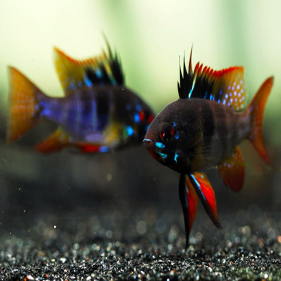 PAPILIOCHROMIS RAMIREZI BLACK / RAMIREZI BLACK / MIKROGEOPHAGUS RAMIREZI BLACK
