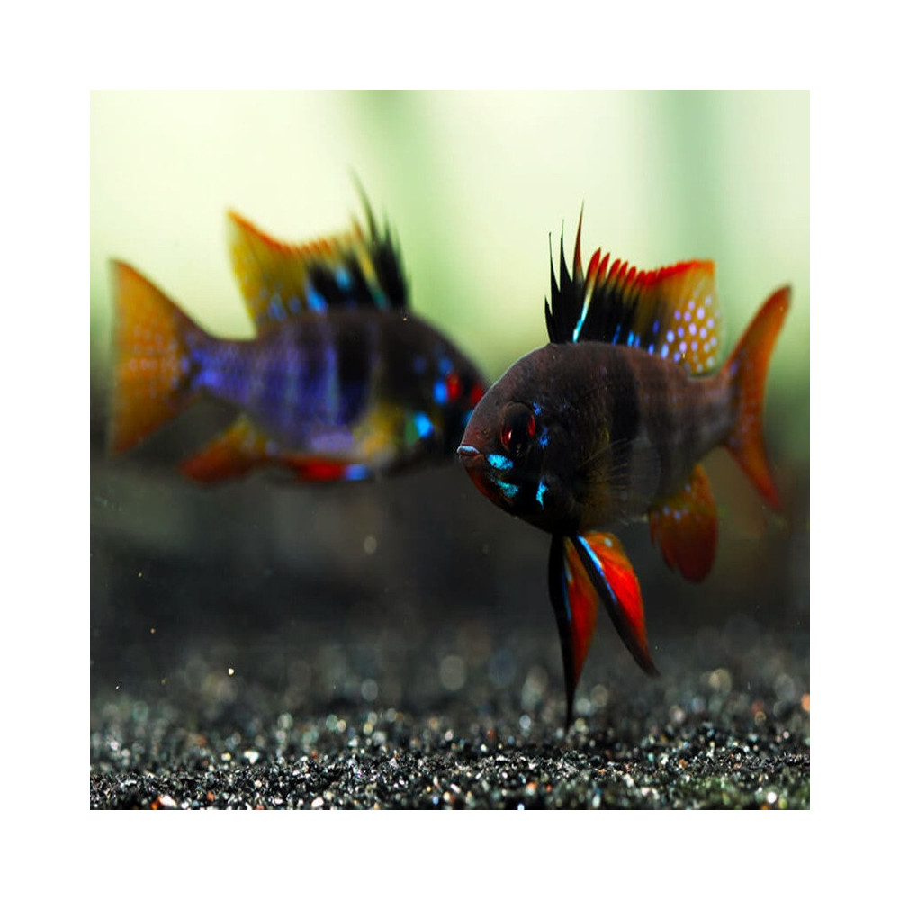 PAPILIOCHROMIS RAMIREZI BLACK / RAMIREZI BLACK / MIKROGEOPHAGUS RAMIREZI BLACK
