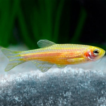 BRACHYDANIO RERIO GOLD / POISSON ZEBRE DORE / DANIO RERIO GOLD