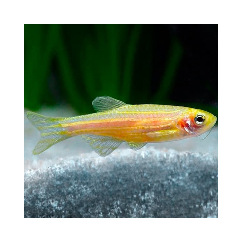 BRACHYDANIO RERIO GOLD / POISSON ZEBRE DORE / DANIO RERIO GOLD BRACHYDANIO RERIO GOLD / POISSON ZEBRE DORE / DANIO RERIO GOLD
