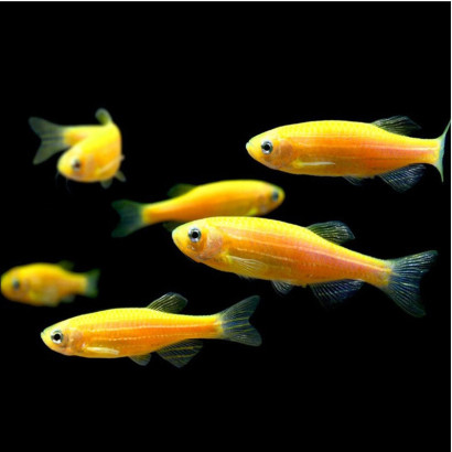 BRACHYDANIO RERIO GOLD / POISSON ZEBRE DORE / DANIO RERIO GOLD
