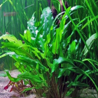CRYPTOCORYNE WENDTII GREEN