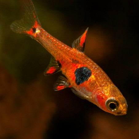 RASBORA STRAWBERRY / BORARAS NAEVUS