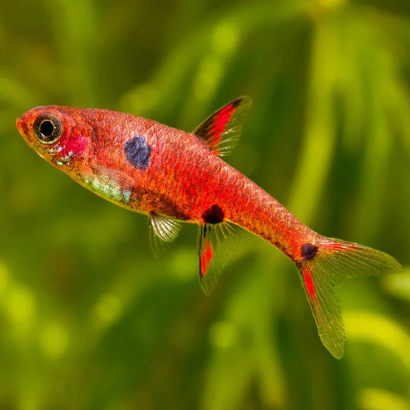 RASBORA STRAWBERRY / BORARAS NAEVUS