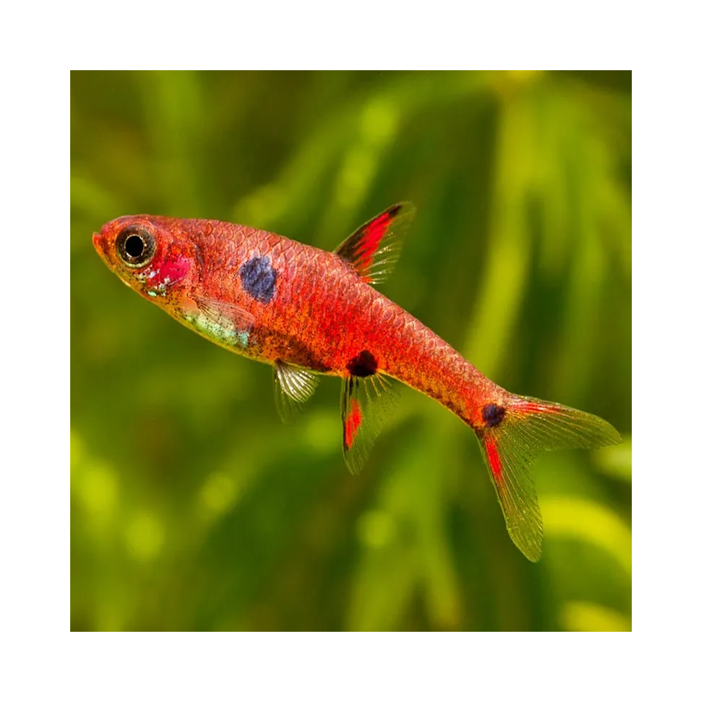 RASBORA STRAWBERRY / BORARAS NAEVUS RASBORA STRAWBERRY / BORARAS NAEVUS