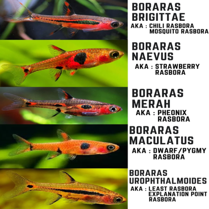RASBORA BRIGITTAE / RASBORA ORNE / RASBORA MOUSTIQUE / BORARAS BRIGITTAE