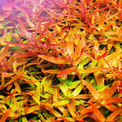 ROTALA ROTUNDIFOLIA ORANGE JUICE
