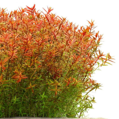 ROTALA ROTUNDIFOLIA ORANGE JUICE