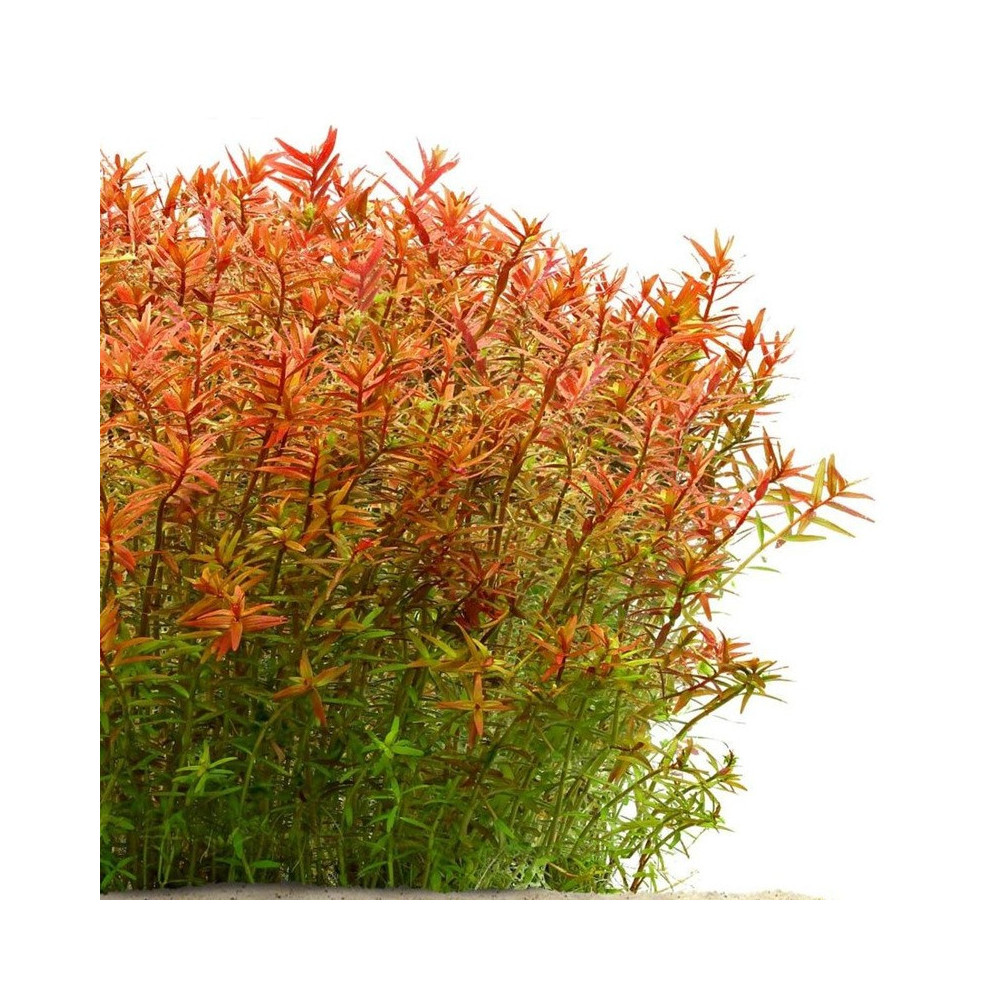 ROTALA ROTUNDIFOLIA ORANGE JUICE ROTALA ROTUNDIFOLIA ORANGE JUICE