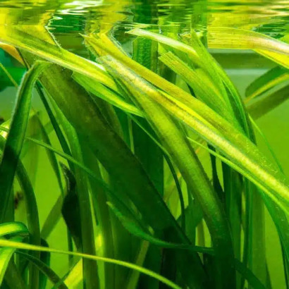 VALLISNERIA GIGANTEA