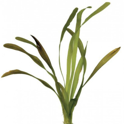 VALLISNERIA GIGANTEA