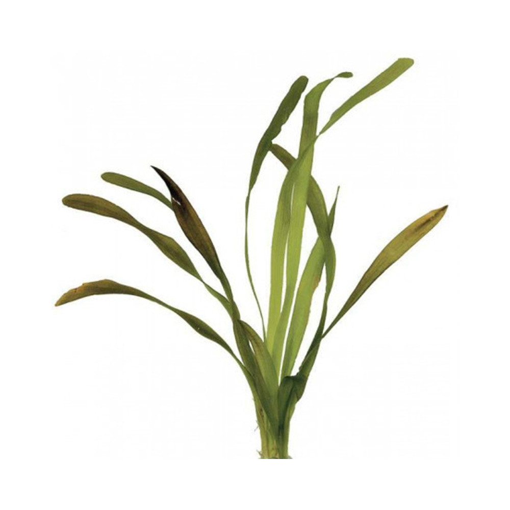 VALLISNERIA GIGANTEA VALLISNERIA GIGANTEA