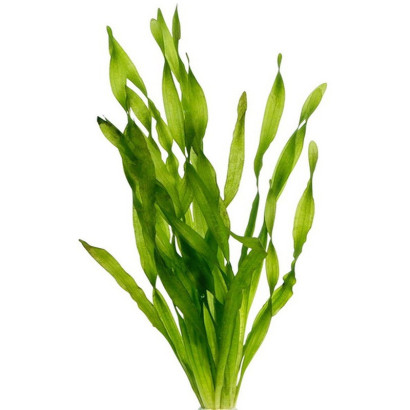 VALLISNERIA ASIATICA