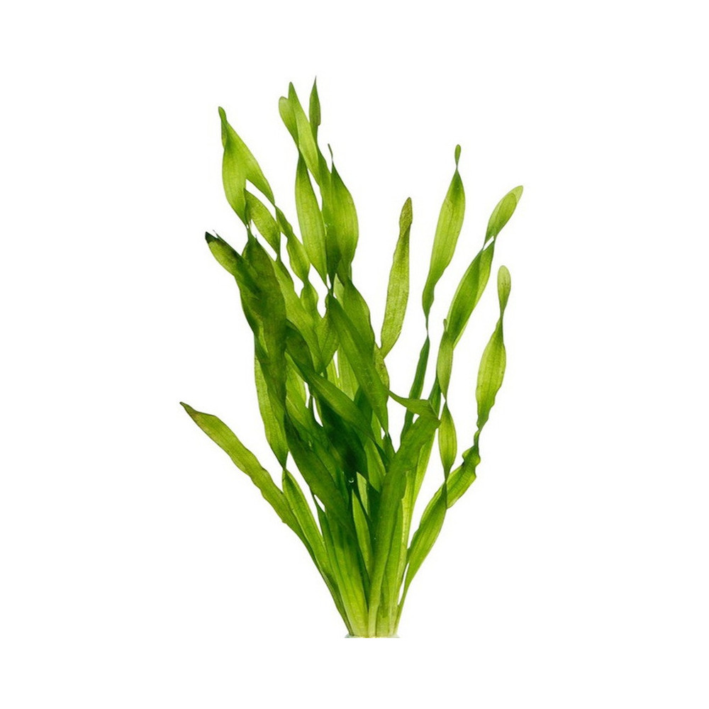 VALLISNERIA ASIATICA VALLISNERIA ASIATICA