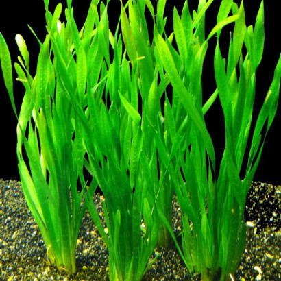 VALLISNERIA ASIATICA