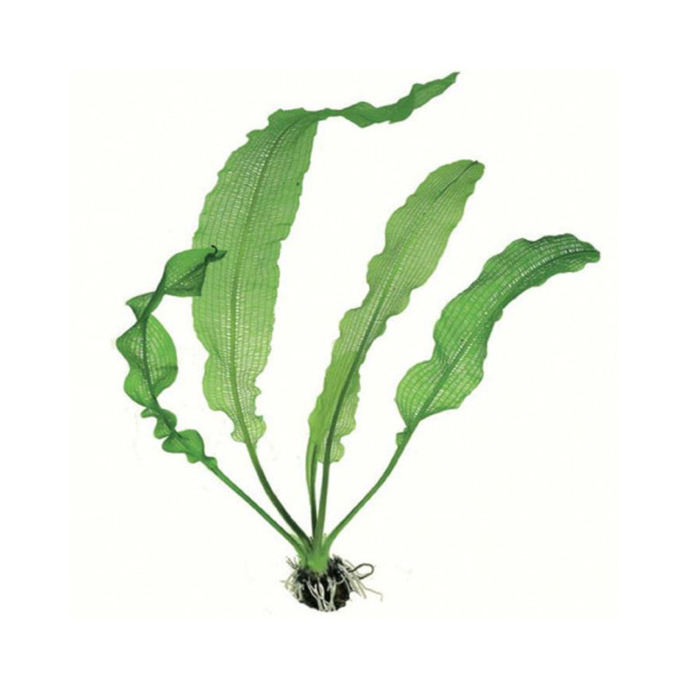 APONOGETON HENKELIANUS APONOGETON HENKELIANUS