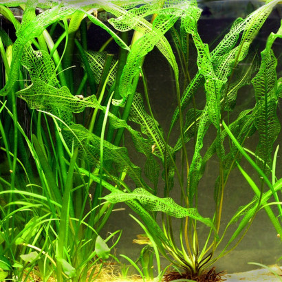 APONOGETON HENKELIANUS