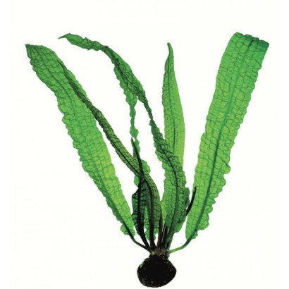 APONOGETON BOIVINIANUS / APONOGETON DE BOIVIN