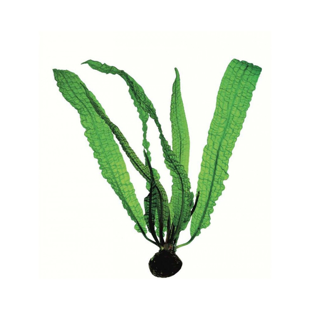APONOGETON BOIVINIANUS / APONOGETON DE BOIVIN APONOGETON BOIVINIANUS / APONOGETON DE BOIVIN