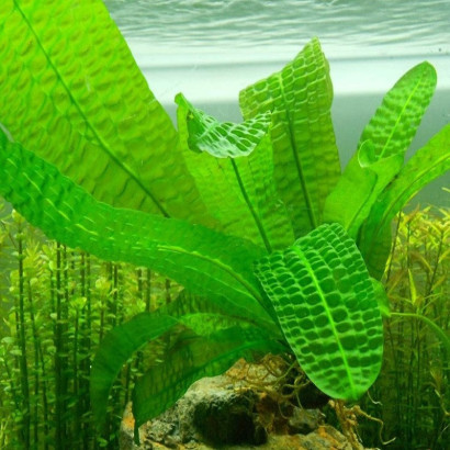 APONOGETON BOIVINIANUS / APONOGETON DE BOIVIN