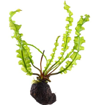 APONOGETON LONGIPLUMULOSUS
