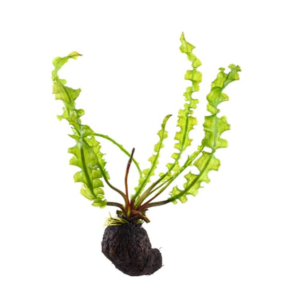 APONOGETON LONGIPLUMULOSUS APONOGETON LONGIPLUMULOSUS