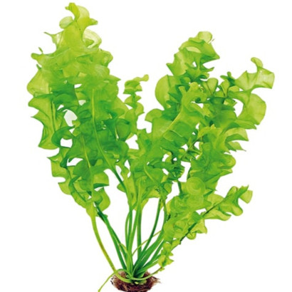 APONOGETON ULVACEUS / APONOGETON ULVE