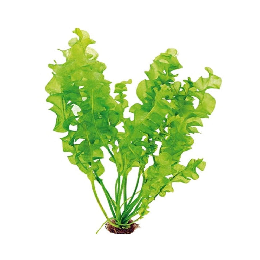 APONOGETON ULVACEUS / APONOGETON ULVE APONOGETON ULVACEUS / APONOGETON ULVE