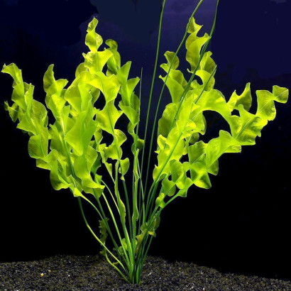 APONOGETON ULVACEUS / APONOGETON ULVE