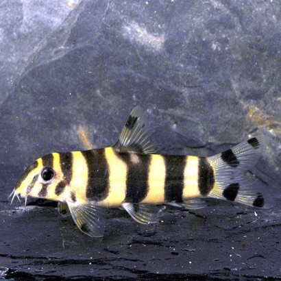 BOTIA HISTRIONICA / LOCHE ZEBRE DOREE