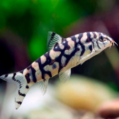 BOTIA HISTRIONICA / LOCHE ZEBRE DOREE