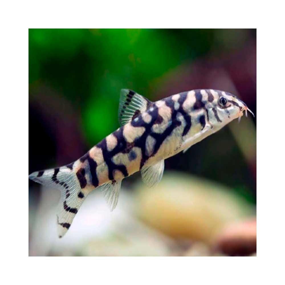 BOTIA HISTRIONICA / LOCHE ZEBRE DOREE BOTIA HISTRIONICA / LOCHE ZEBRE DOREE