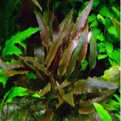 CRYPTOCORYNE WALKERI