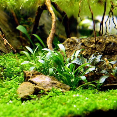 CRYPTOCORYNE PARVA