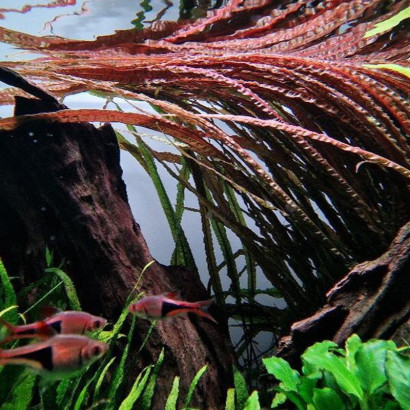 CRYPTOCORYNE BALANSAE