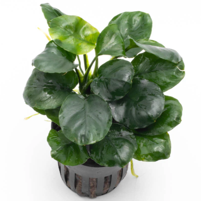 ANUBIAS BARTERI COIN LEAF