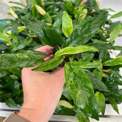 ANUBIAS GLABRA VARIEGATA / ANUBIAS MINIMA VARIEGATA