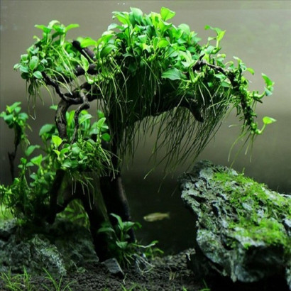 ANUBIAS NANA BONSAI