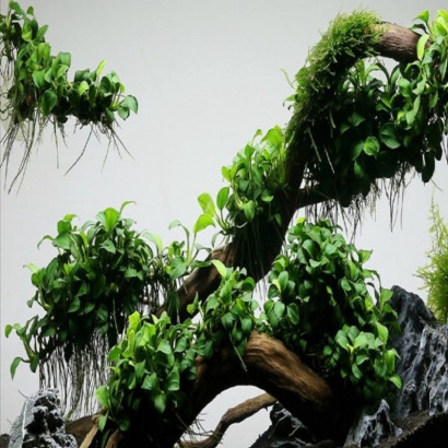 ANUBIAS NANA BONSAI