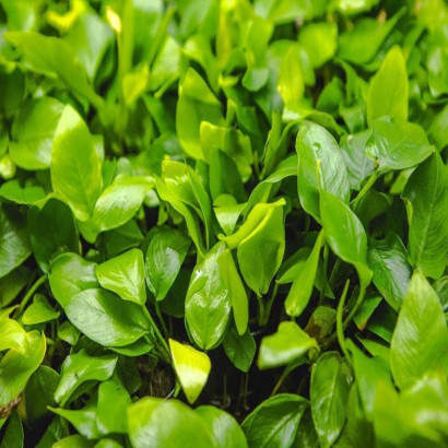 ANUBIAS NANA GOLDEN